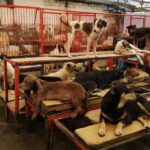 Advierte OCPA sobre crisis inminente en albergues de Tlaxcala