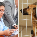 Pugnan para dictaminar reforma para crear fiscalía especializada en protección animal