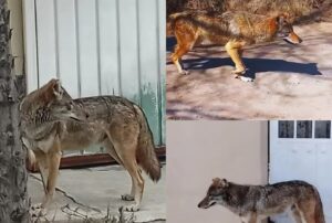 FB_IMG_1770060317772