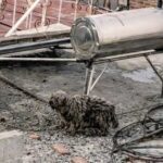 Se recrudece el maltrato animal en Tlaxcala; políticas públicas sin efecto