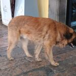 Proponen en Tlaxcala reconocer la figura jurídica de animal comunitario