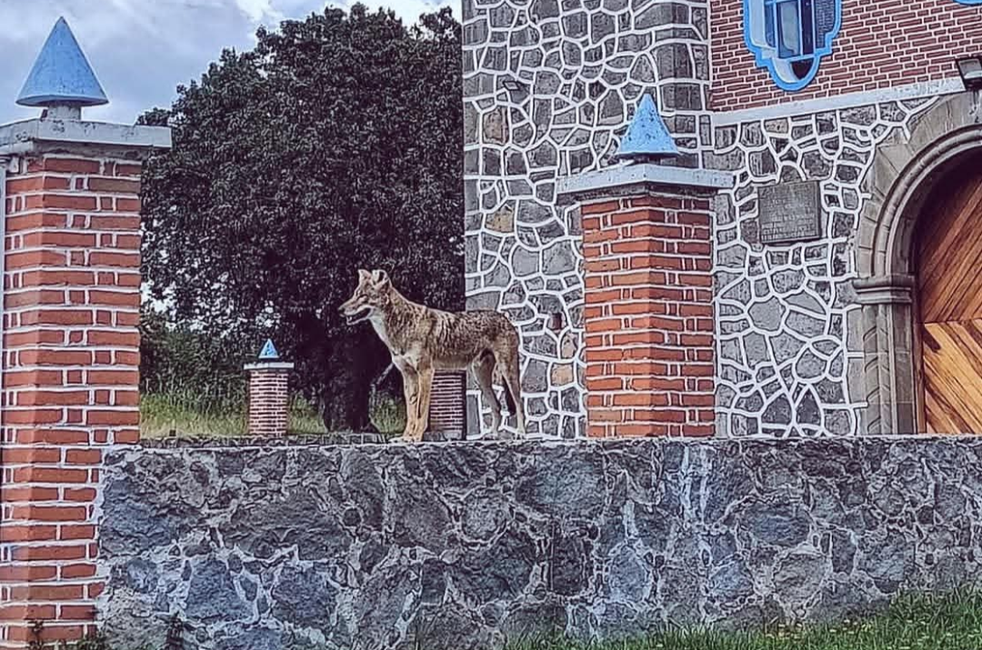 Screenshot_20260211-123456.Fotos