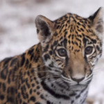 “Julieta”, la buena inquilina del ZA que invita a reflexionar sobre el cuidado a la biodiversidad