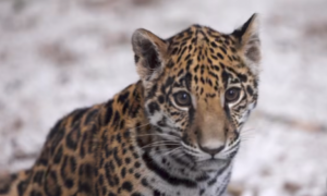 Screenshot_20260410-143704.Facebook