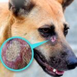 Exhortan a autoridades de Tlaxcala a prepararse ante riesgo de gusano barrenador en animales de compañía 