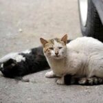 Alertan por múltiples casos de crueldad animal en Tlaxcala capital
