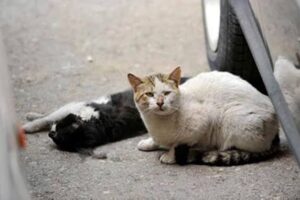 images (2)