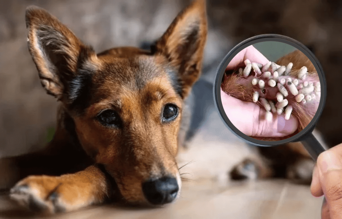 gusano-barrenador-en-otro-perro-de-yucatan-lo-detectan-en-veterinaria-de-merida