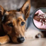 gusano-barrenador-en-otro-perro-de-yucatan-lo-detectan-en-veterinaria-de-merida