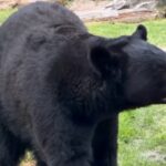 Recibe Zoológico de Tlaxcala a su nuevo inquilino; un oso negro americano 