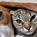 Tlaxcala entre los estados con mayor número de viviendas que cuentan con mascotas