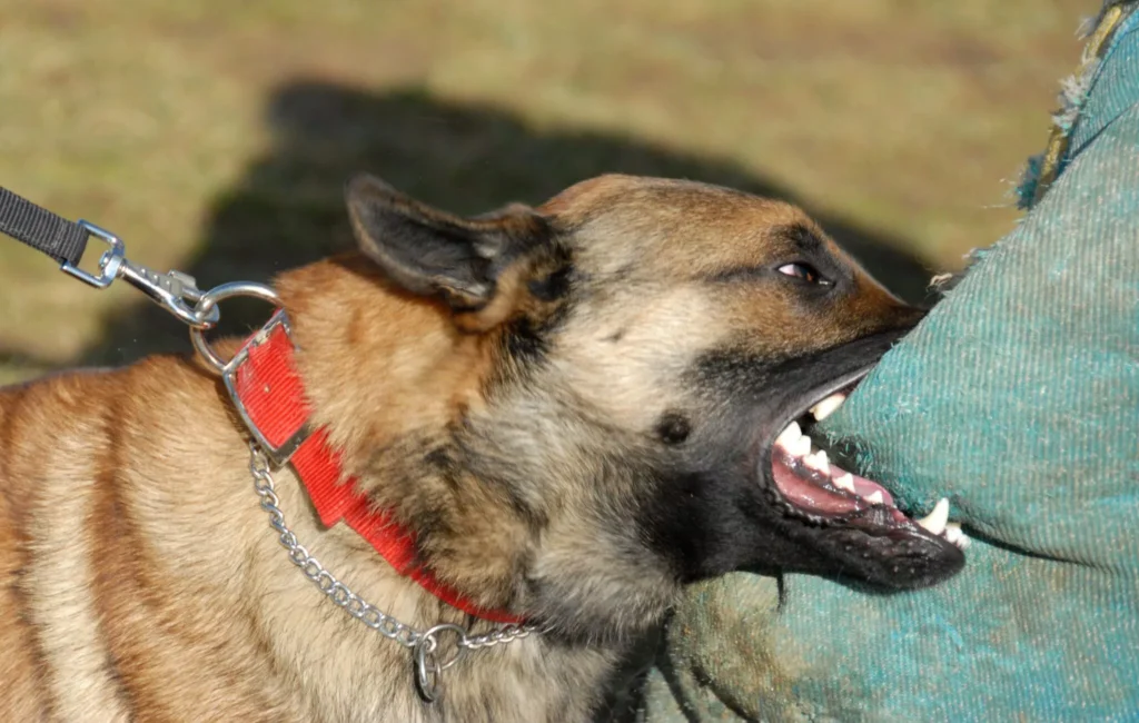 mordedura-de-perro-2048x1300.jpg