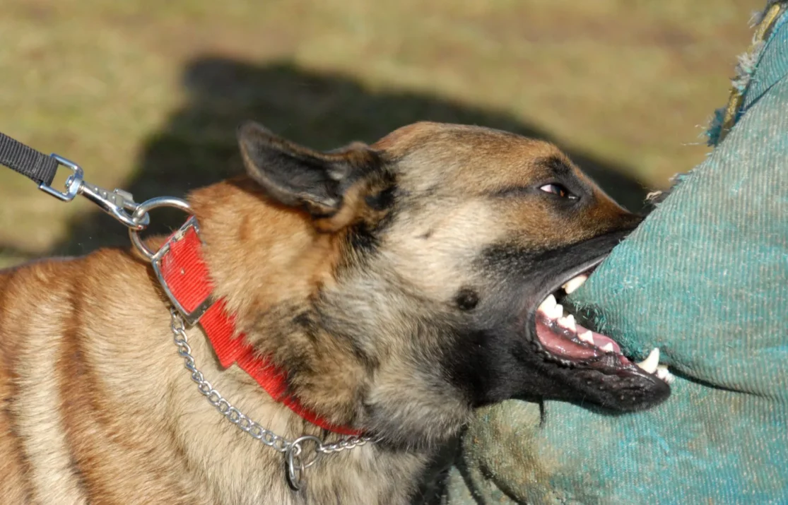 mordedura-de-perro-2048x1300.jpg