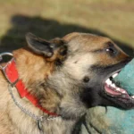 Tlaxcala se ubica entre las entidades con menor incidencia por mordidas de perros a personas