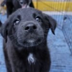 Tlaxcala reconoce la creación del Observatorio Ciudadano de Protección Animal de Puebla 