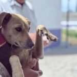 Proponen incluir concientización sobre el Bienestar Animal en plan de estudios 