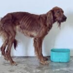 OCPA publica directorio para reportar maltrato animal en 38 municipios de Tlaxcala