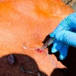 Tlaxcala suma 60 casos de Gusano Barrenador