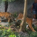 Zoológico de Tlaxcala recibe bajo resguardo a dos tigres de Bengala