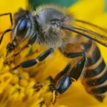 Proponen crear un régimen especial de protección para la abejas en Tlaxcala