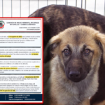 Senado analizó propuestas en materia de Bienestar Animal de Observatorios Ciudadanos