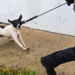 Suspende Ayuntamiento de Nanacamilpa capturas de lomitos