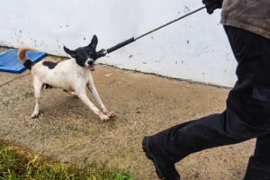 service for catching street dogs