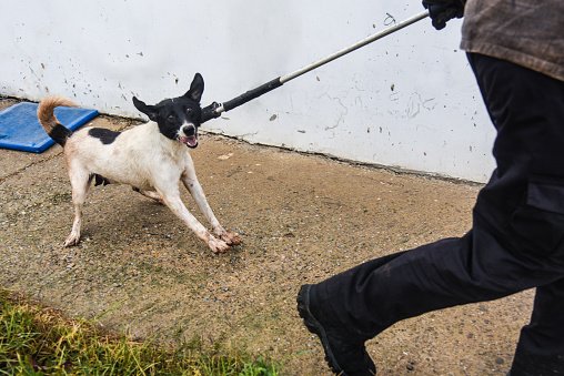service for catching street dogs