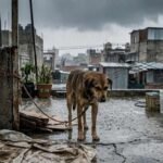 mucho-ojo-estas-son-las-multas-por-dejar-perros-amarrados-en-azoteas-sin-agua-ni-sombra